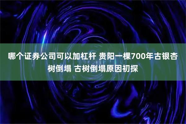 哪个证券公司可以加杠杆 贵阳一棵700年古银杏树倒塌 古树倒塌原因初探